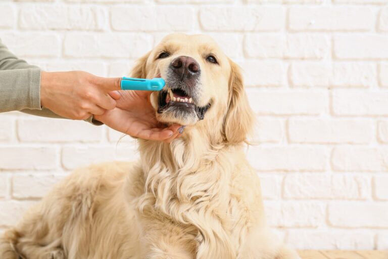 Does Pet Insurance Cover Dental?