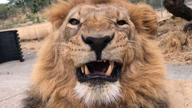Oregon's African Lion Undergoes A Critical Root Canal Procedure