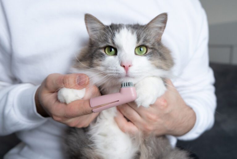 Pros And Cons Of Cleaning Your Cat's Teeth (with Price