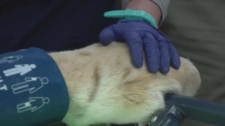 A 16 Year Old Tiger At Brookfield Zoo Gets A Root Canal