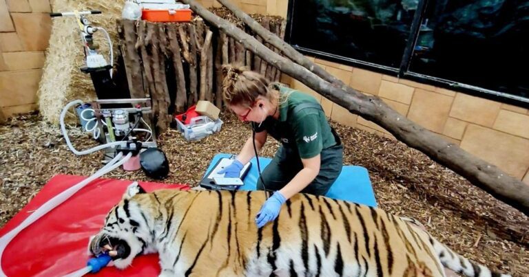 Veterinarians Perform Root Canal Dental Work On Huge Tiger |
