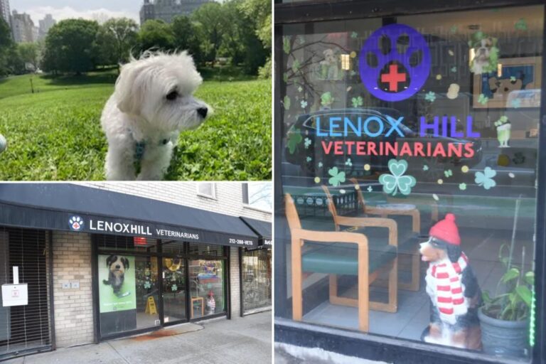 New York Vet Clinic Responsible For 'murdering' Tiny Maltese After