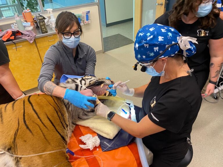 Big Cats Require Major Dental Procedures