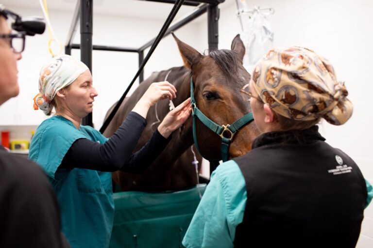 Spotlight On Equine Dentistry And Oral Surgery